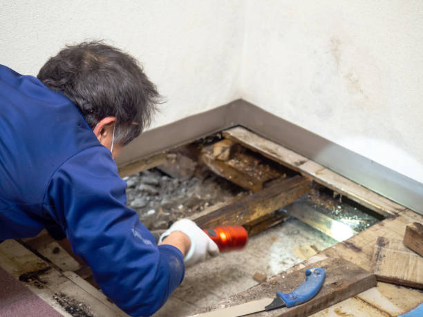 Mold Removal and Inspection in Meadowbrook, VA