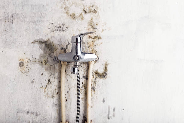 Best Mold Removal and Inspection  in Meadowbrook, VA