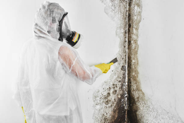 Best Professional Mold Removal  in Meadowbrook, VA