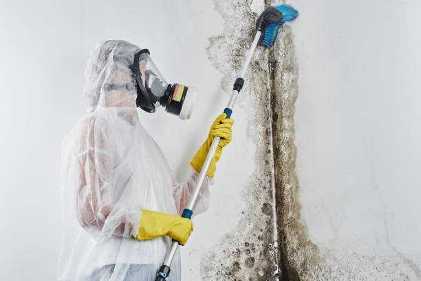 Best Mold Cleaning Services  in Meadowbrook, VA