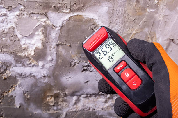 Best Best Mold Removal Companies  in Meadowbrook, VA