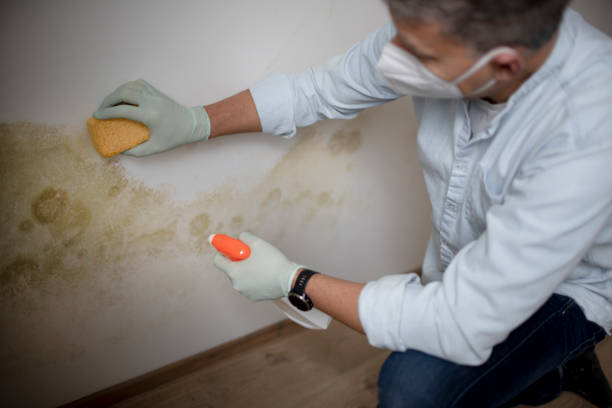 Best Local Mold Removal Service  in Meadowbrook, VA