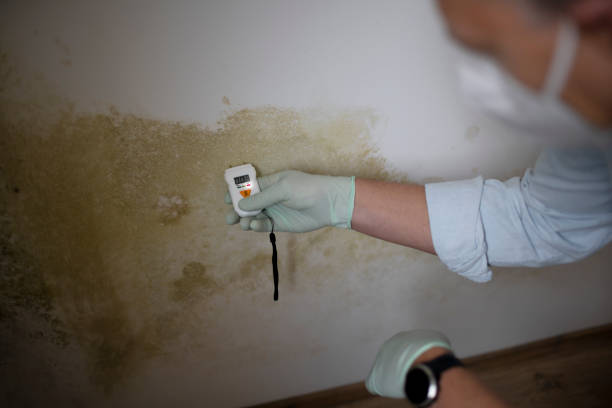 Best Attic Mold Removal  in Meadowbrook, VA