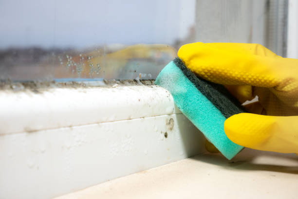 Best Water Damage Restoration  in Meadowbrook, VA