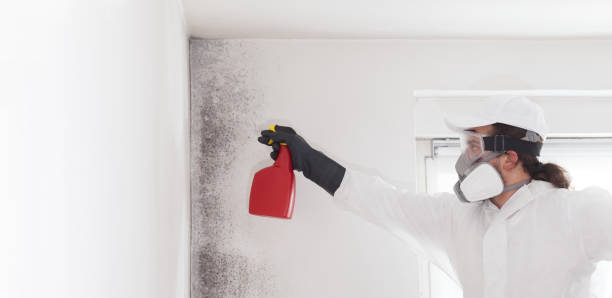 Best Commercial Mold Removal  in Meadowbrook, VA