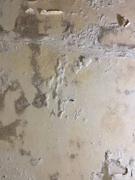 Best Mold Testing  in Meadowbrook, VA