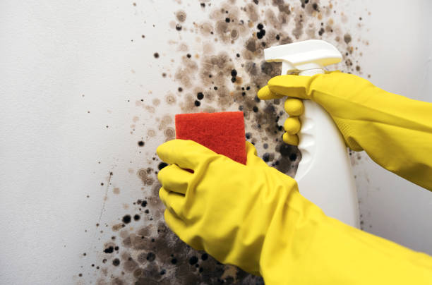 Best Mold Damage Repair  in Meadowbrook, VA