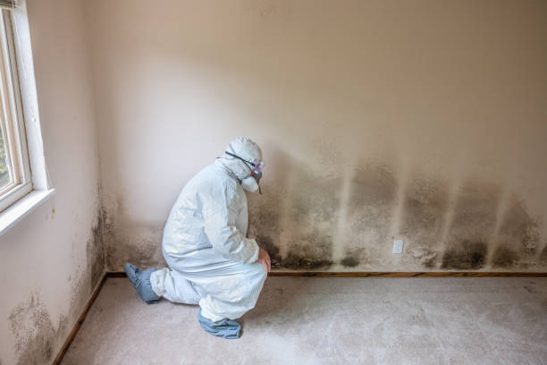 Best Commercial Mold Removal  in Meadowbrook, VA
