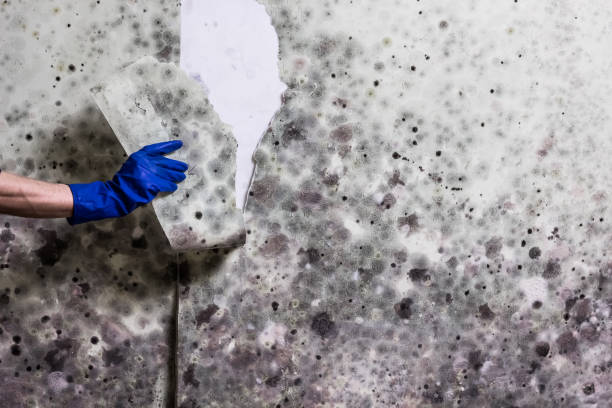 Trusted Meadowbrook, VA Mold Removal Experts