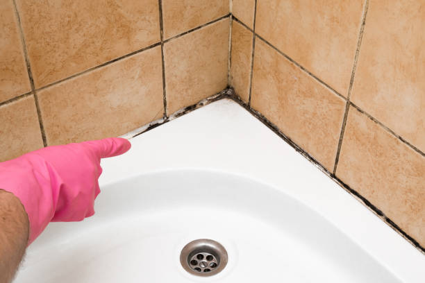 Best Mold Removal Company Near Me  in Meadowbrook, VA